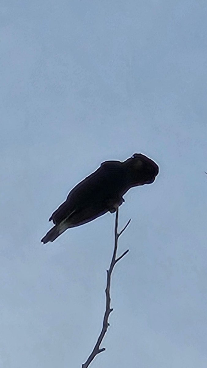 outer_spacies's tweet photo. Extremely rough photo but I'm super happy to see a bunch of these guys so close to my home. 

This is a Red-tailed black cockatoo and they have a distinctive high pitch call and a slower wing flap pattern compared to the more common Sulphur-crested cockatoo. https://t.co/RZz2FRTjl7