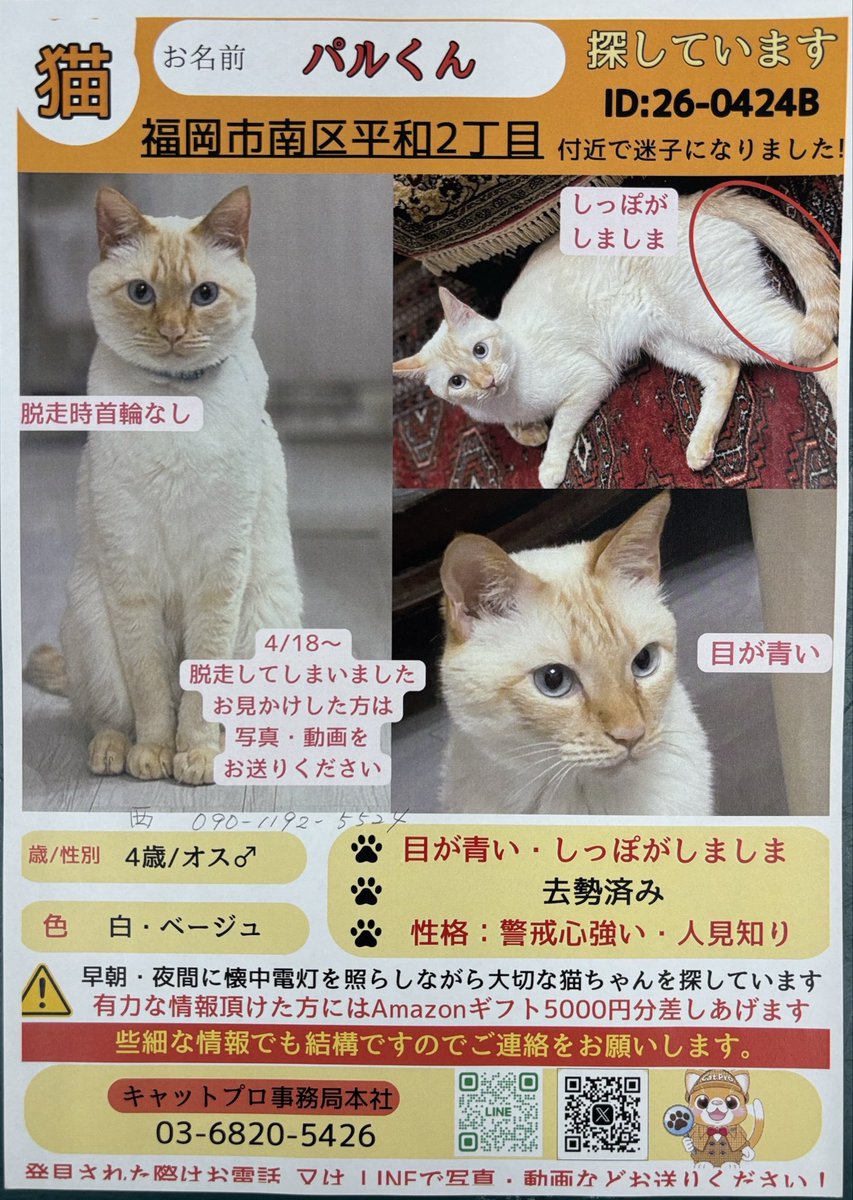 takamiya_pet's tweet photo. 迷子になってしまった猫ちゃんを探しておられます。見かけた方はご連絡お願いします🙇‍♀️#たかみや通り動物クリニック https://t.co/iW4lYNs5mo