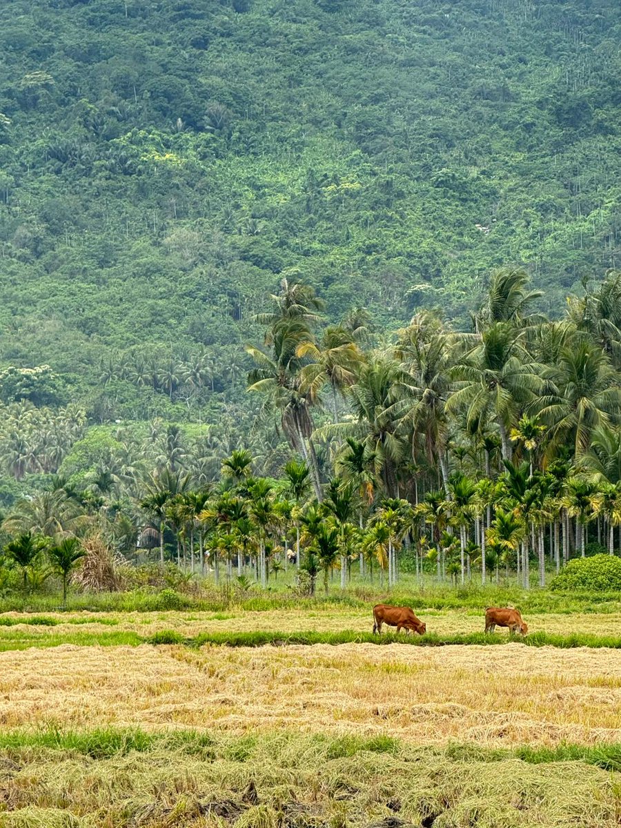 HainanToday's tweet image. Wait, this is Hainan? No ocean, no suntan lotion. Just golden rice, harvesters humming, and that “summer done right” kind of peace.
#countryside #harvest #nature #Hainan