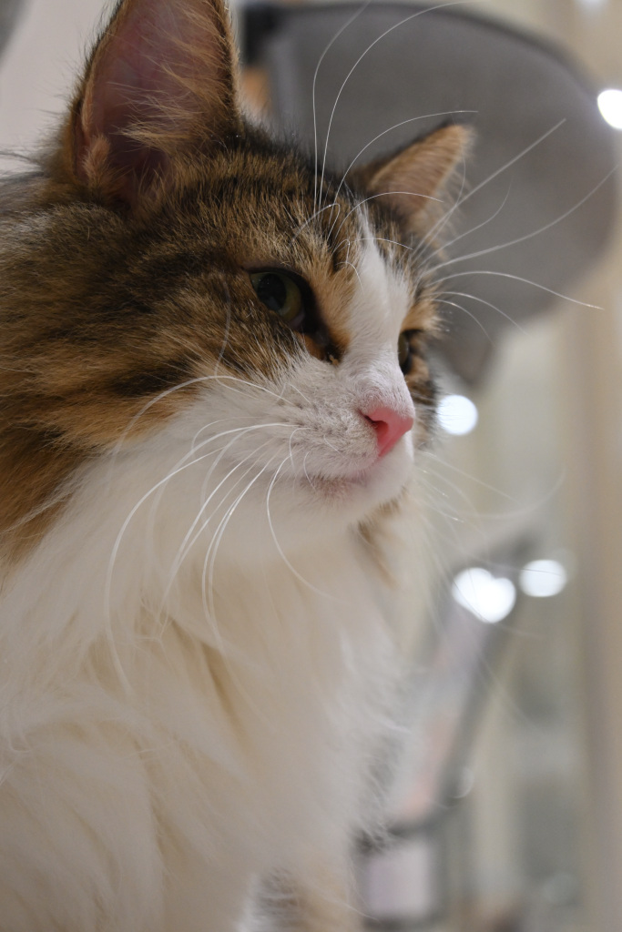 ねこねこのこねこのこねこね tweet media