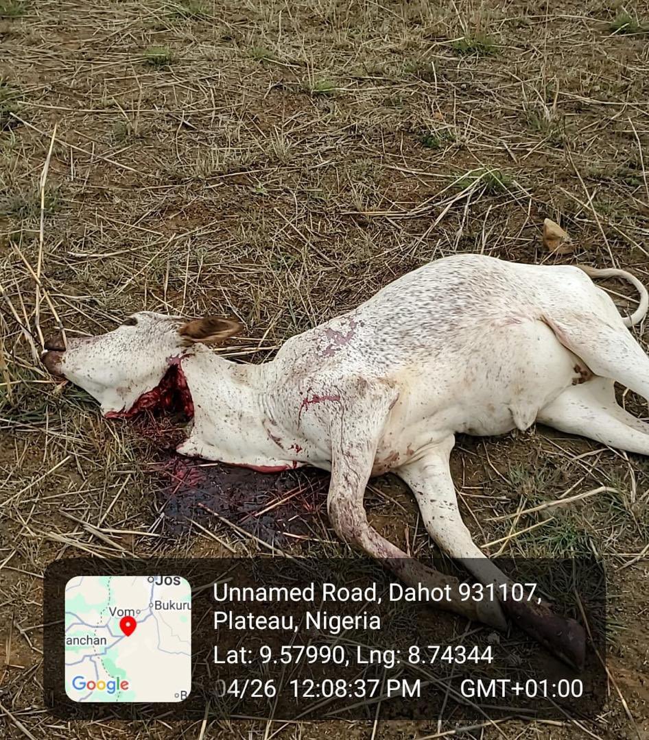 Berom militia kill another Fulani herder in Riyom, as community vow to attack soldiers for arresting 2 suspects

By: Zagazola Makama

A Fulani herder has been brutally killed in another round of unprovoked attack by Berom militia in Makera area of Riyom Local Government Area of