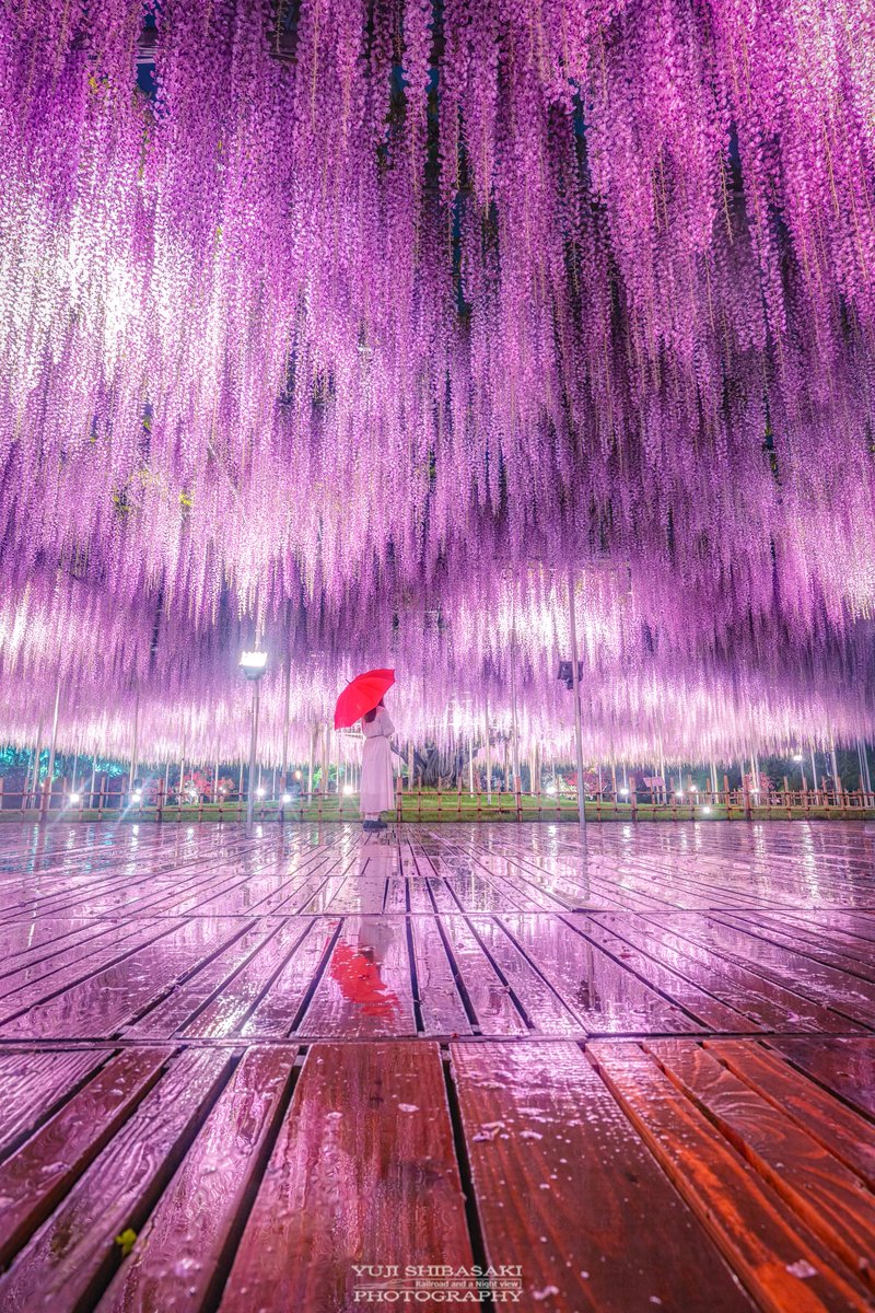 雨降るあしかがフラワーパークの大藤も幻想的でした。