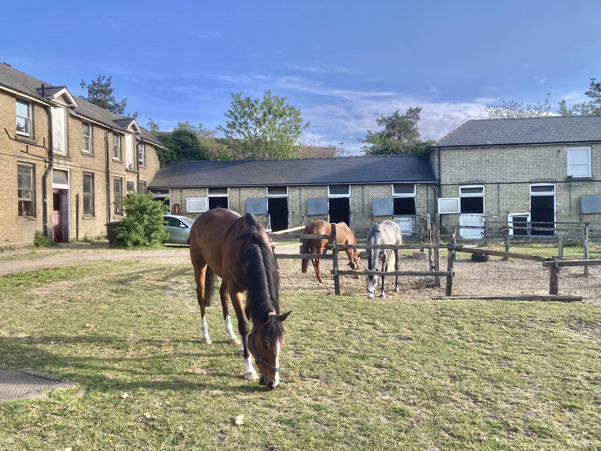JohnWathenBerry's tweet image. Another lovely morning in Newmarket. Hazy sunshine from the outset. And not cold either. 5 degrees at dawn; forecast high 19. Supposedly a chance of some rain this evening but that seems hard to believe just now #HiddenPearl #Clasina #MaithMarOr #Dereham #FlyingStar