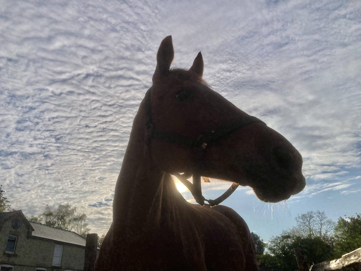 JohnWathenBerry's tweet image. Another lovely morning in Newmarket. Hazy sunshine from the outset. And not cold either. 5 degrees at dawn; forecast high 19. Supposedly a chance of some rain this evening but that seems hard to believe just now #HiddenPearl #Clasina #MaithMarOr #Dereham #FlyingStar