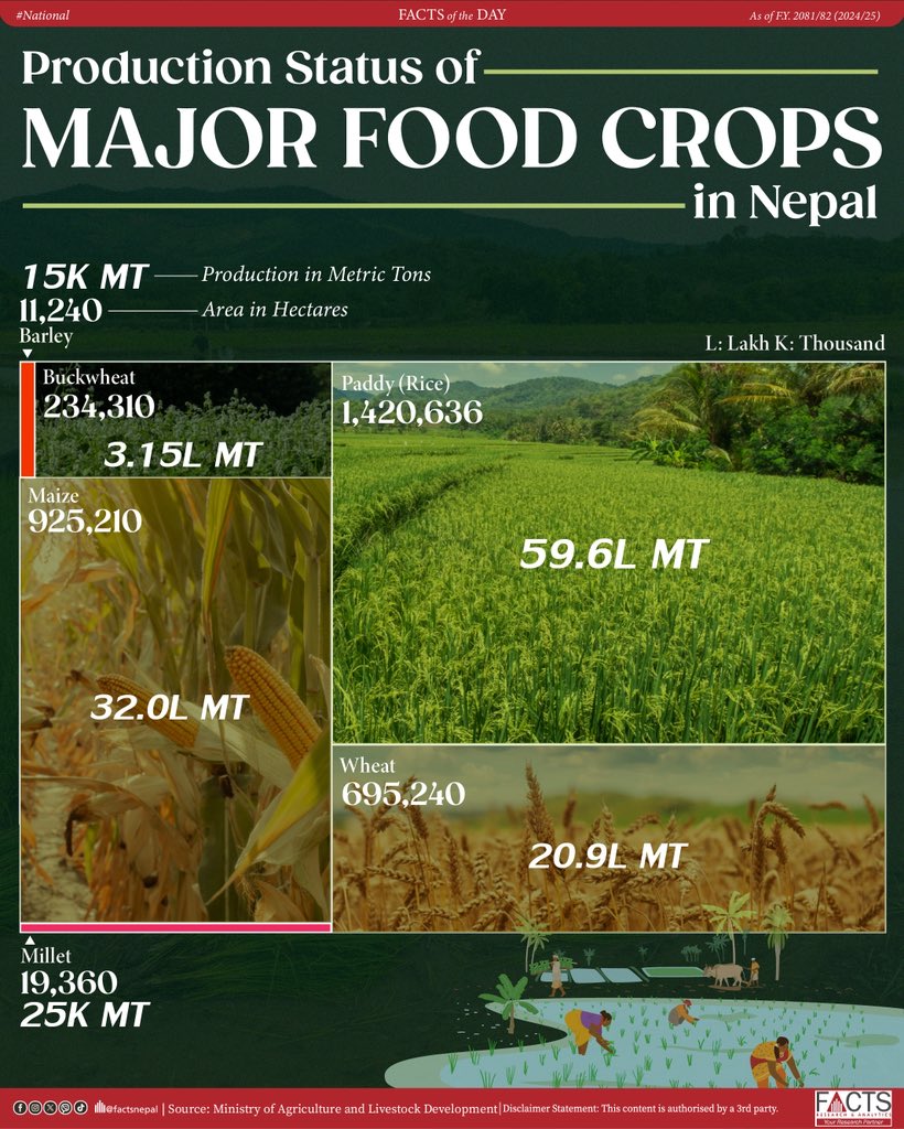 FACTSNepal's tweet photo. Paddy occupied the largest cultivated area and recorded the highest production among major food crops in Nepal in FY 2081/82, followed by maize and wheat.
#FACTSNepal #nepal #facts #factsnational #FOD #Factsoftheday #foodcrops #crops #agriculture https://t.co/pwgPJsw5Tt