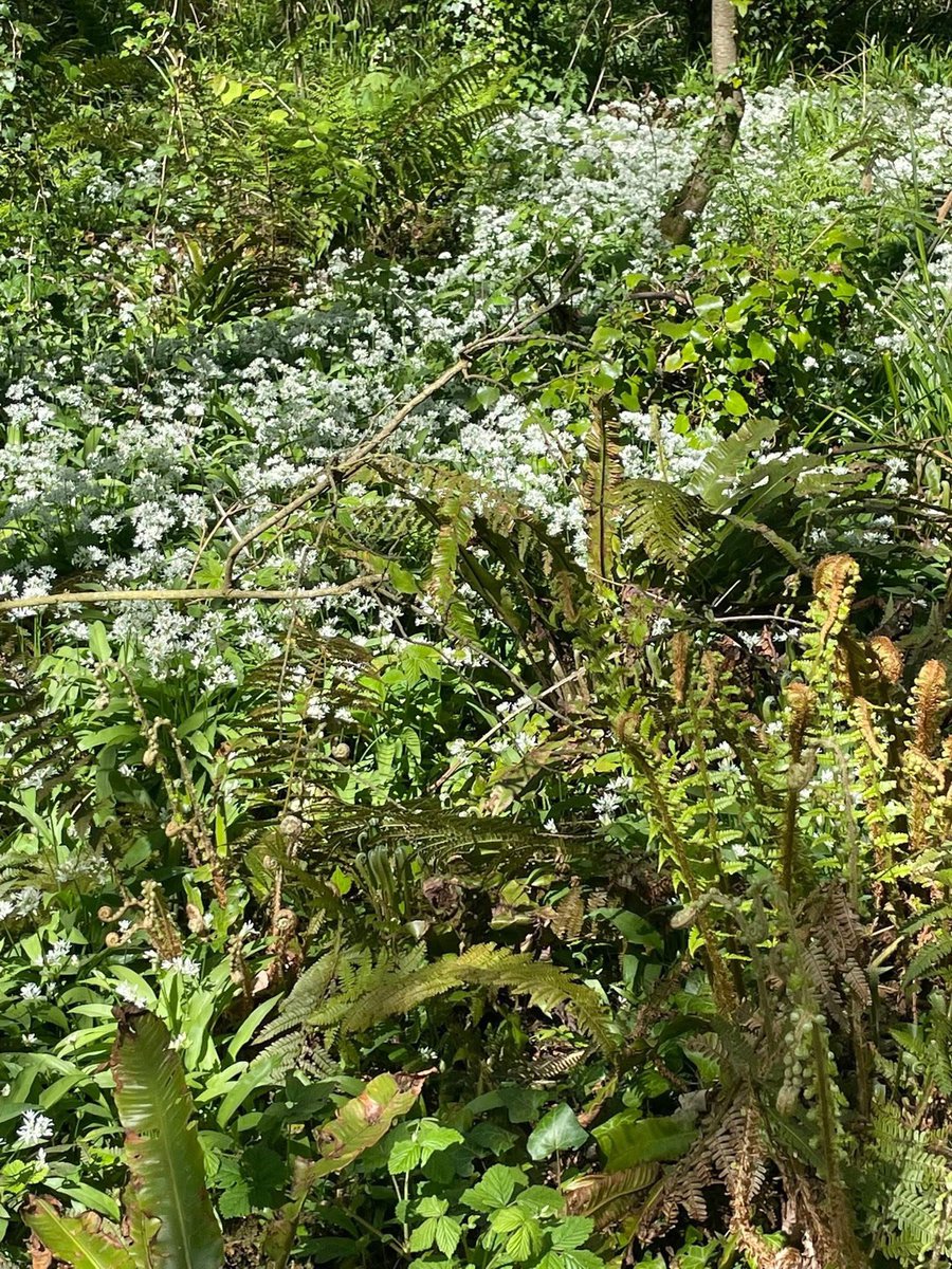 ACHUB PENRHOS / SAVE PENRHOS NATURE RESERVE 🍃💚🍃 tweet media