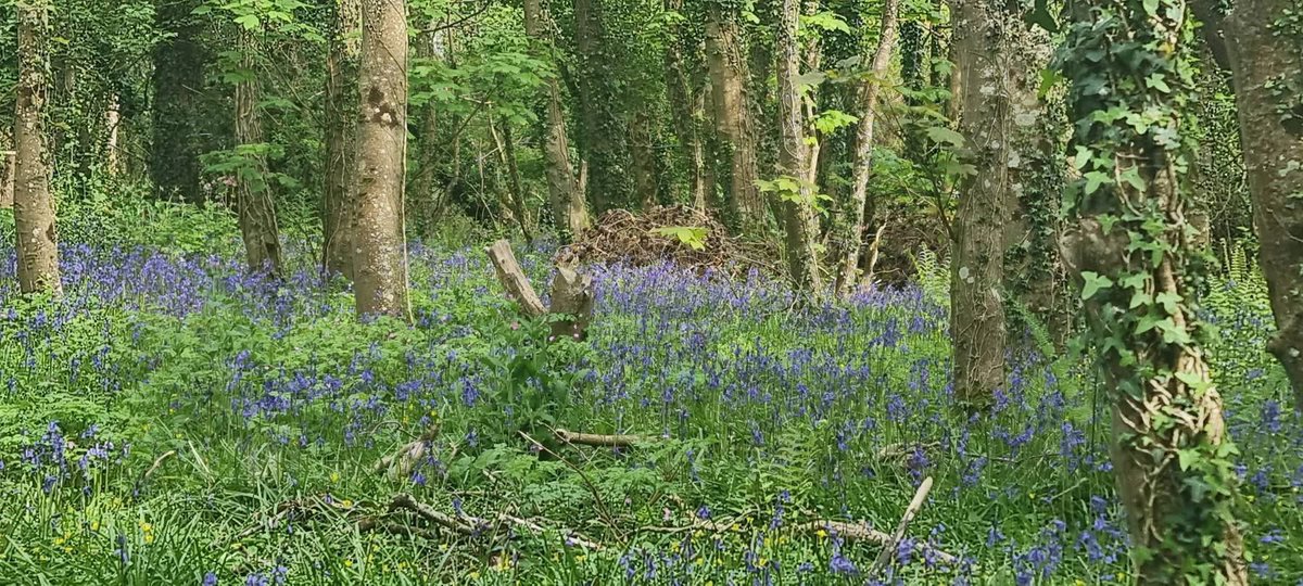 ACHUB PENRHOS / SAVE PENRHOS NATURE RESERVE 🍃💚🍃 tweet media