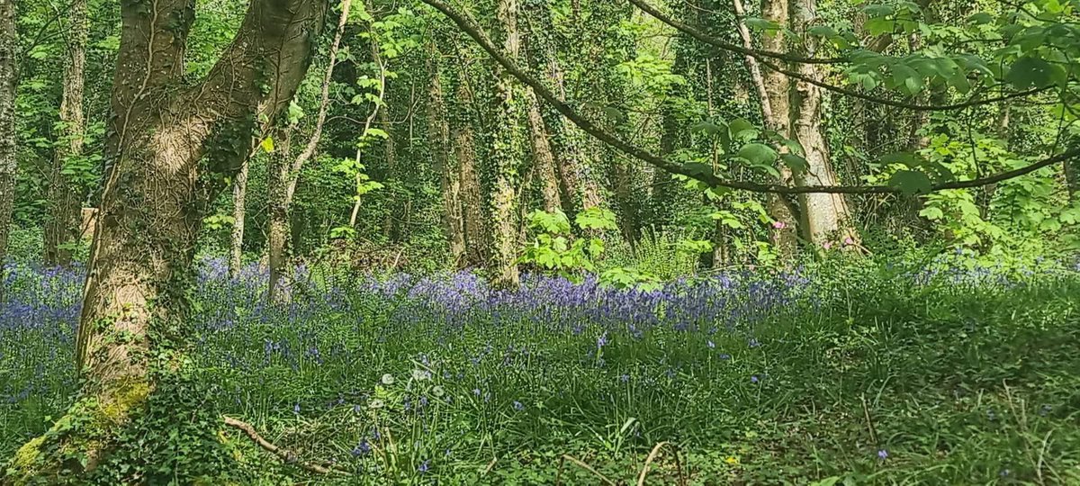 ACHUB PENRHOS / SAVE PENRHOS NATURE RESERVE 🍃💚🍃 tweet media