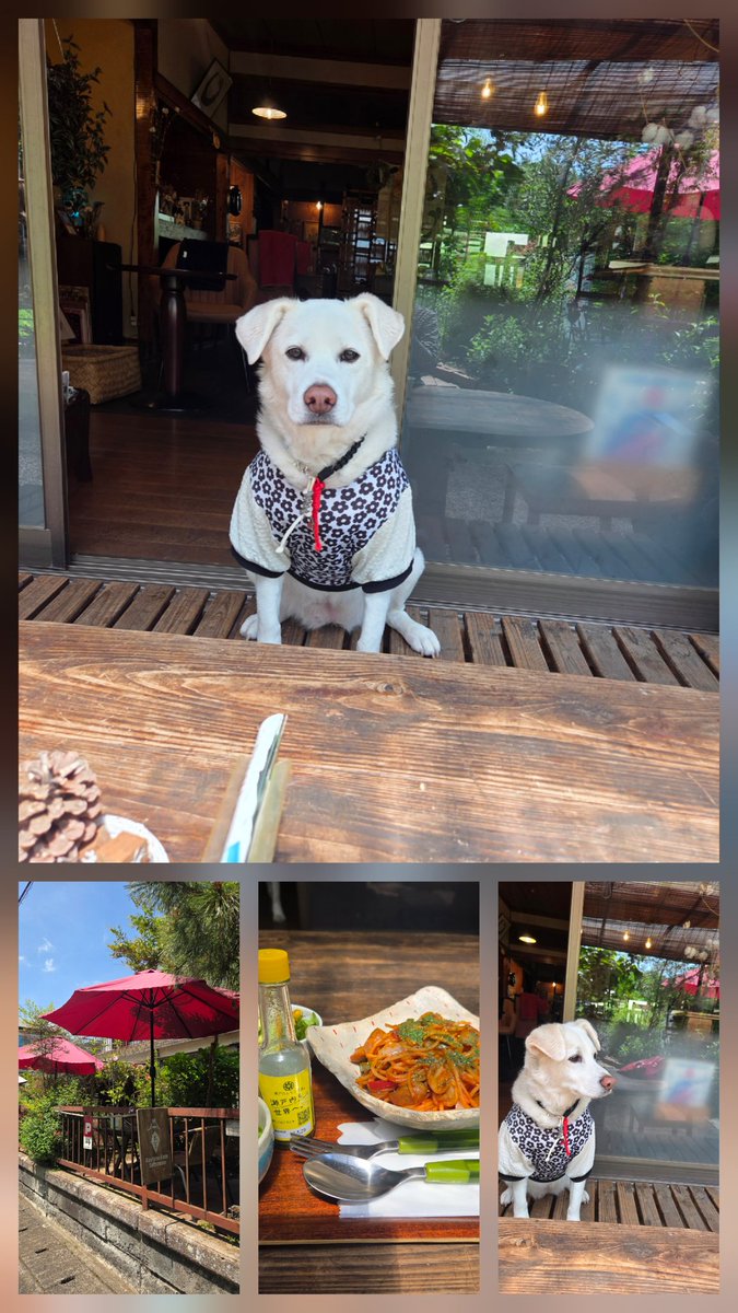 タマゴ🥚🐶🎀 tweet media