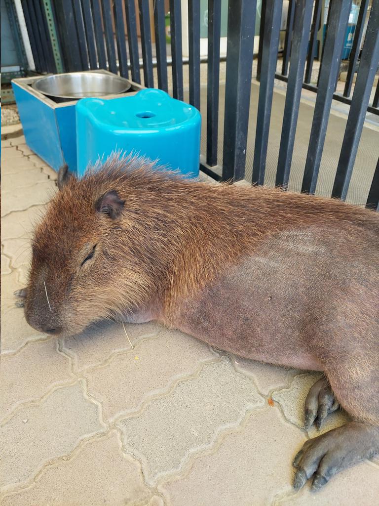 #Farcaster Hypersnap airdrop allocations got updated again mine is up 3x this time.

Still, I don’t have high expectations here. The constant changes don’t inspire much confidence.

I’m mainly active on @Farcaster_xyz  for the #Base ecosystem anyway.