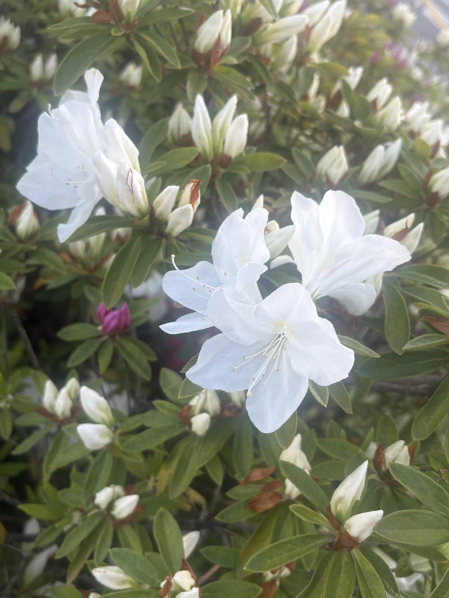 ぽんちゃん tweet media