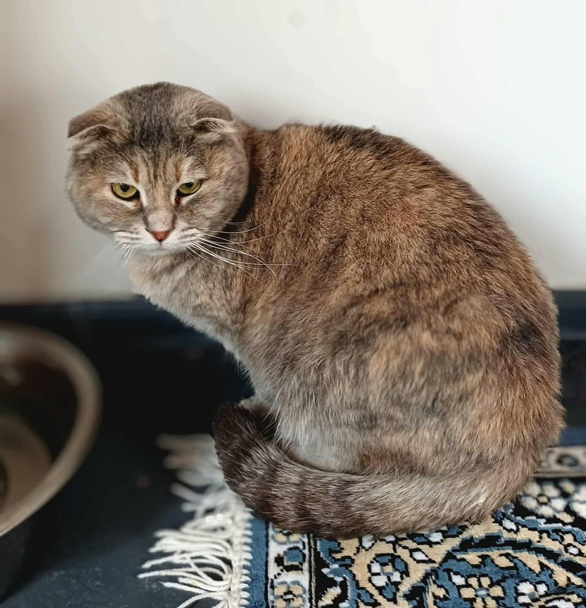 Hepad.hereve1pati 🐾🏡 tweet media