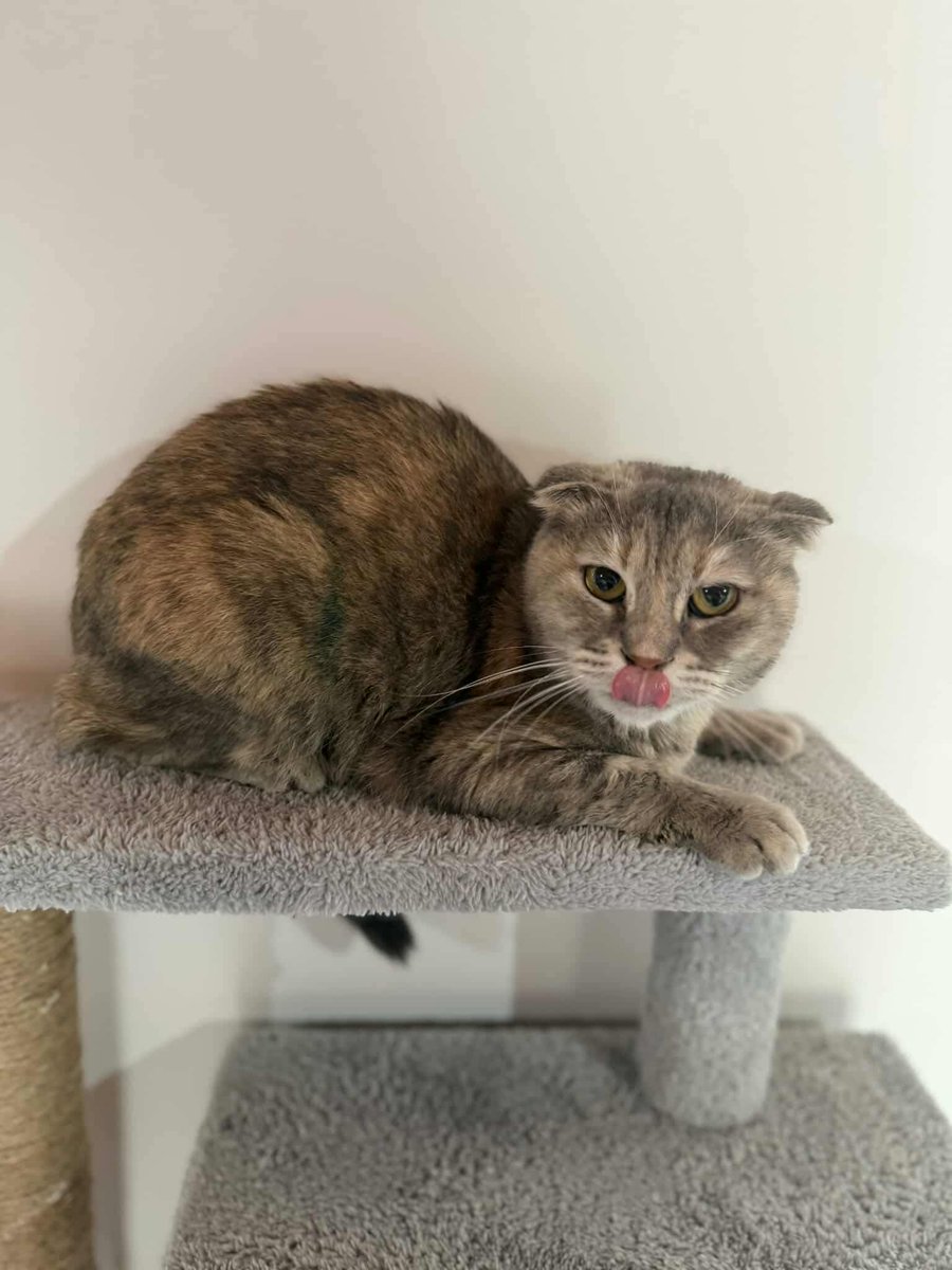 Hepad.hereve1pati 🐾🏡 tweet media