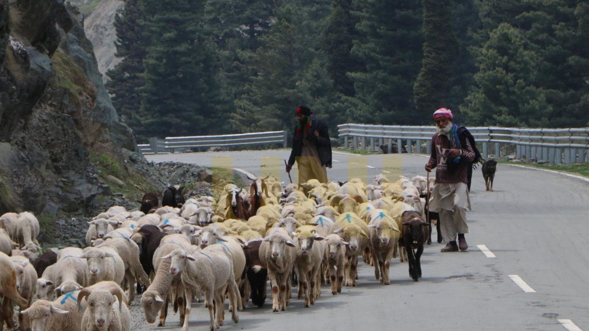 UNI_Photos's tweet image. In Photos | Scenes of daily life unfold as shepherds move flocks through hilly terrain while households rely on traditional wood-fired stoves in Shopian district.

📸: Shah Junaid / UNI

#JammuAndKashmir | #Shopian | #Shepherds | #UNI
