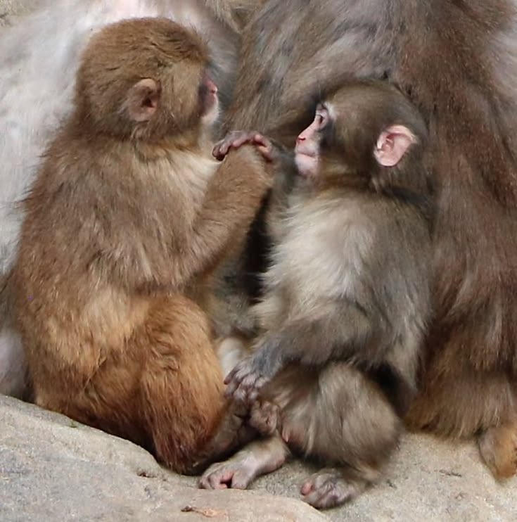 ANIMALIA tweet media