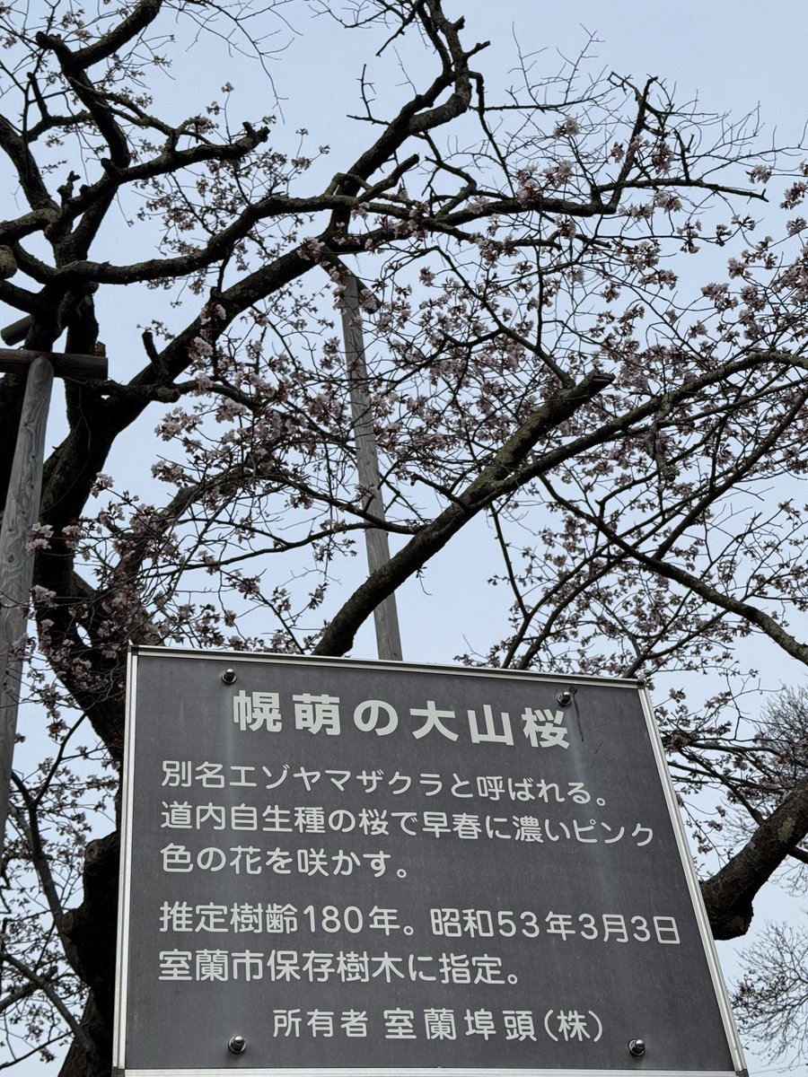 hararielhiro's tweet photo. 蝦夷大山桜
だんだん咲く枝が減ってきてる https://t.co/pBP0xP58lF