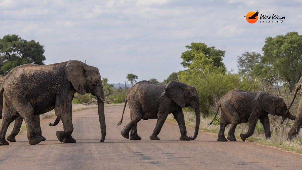 WildWingsSafaris tweet media