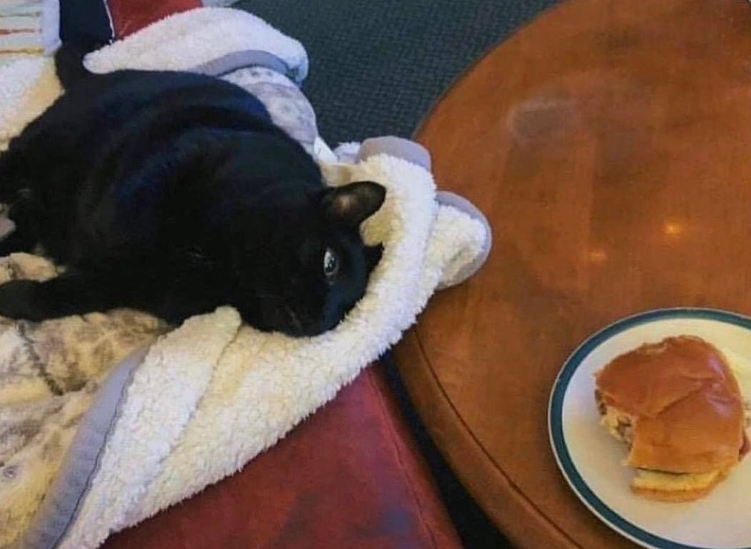 Black cats are not bad luck tweet media