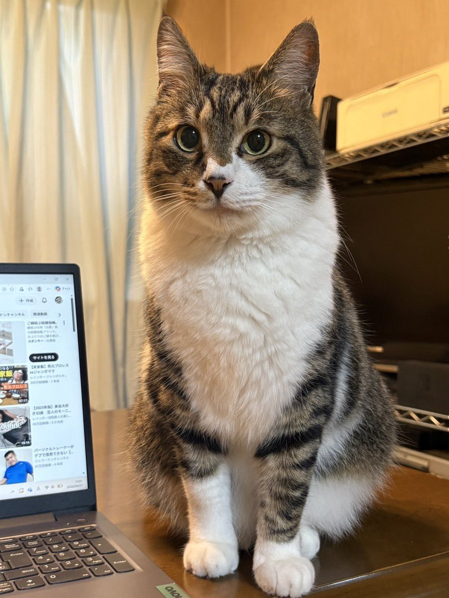 *きんたとまぁちゃん* tweet media