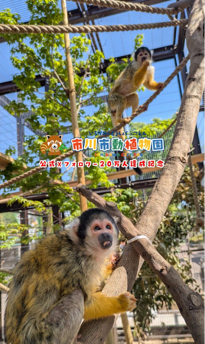 市川市動植物園（公式） tweet media
