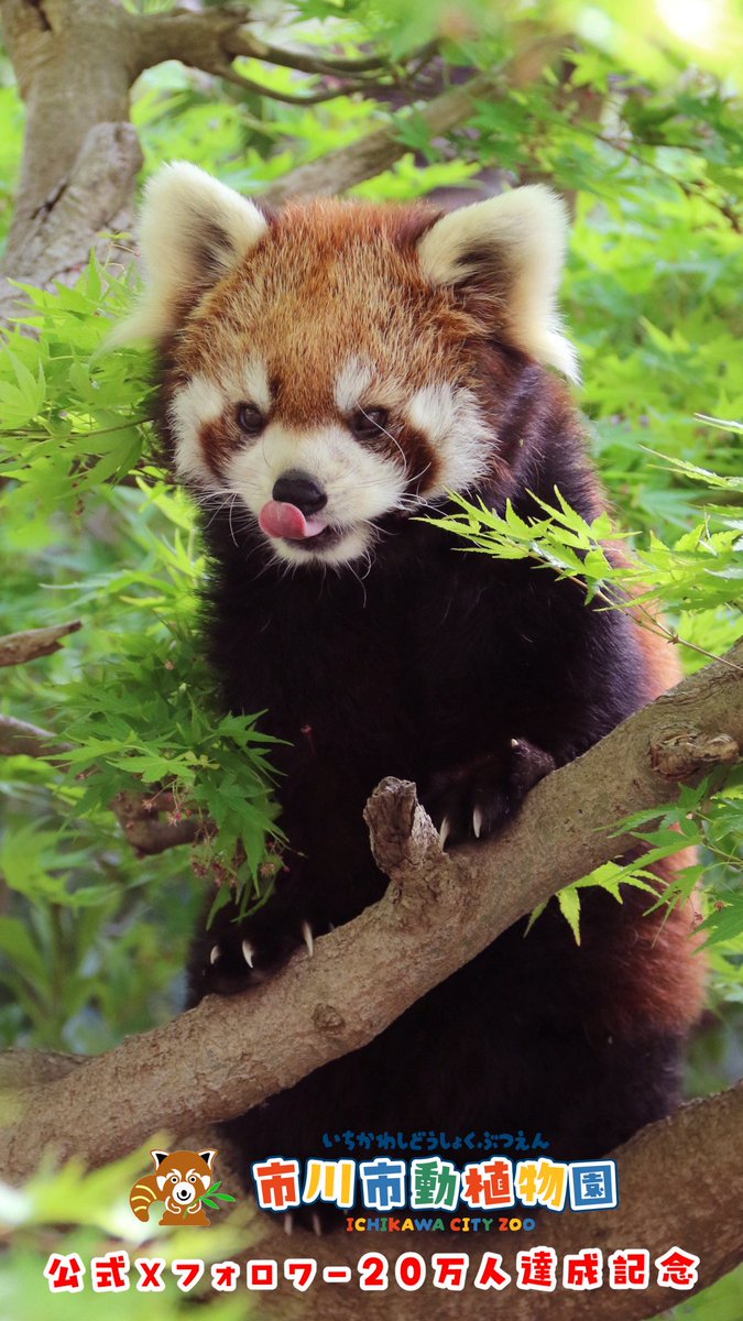 市川市動植物園（公式） tweet media