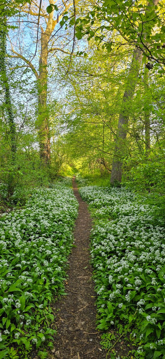 marcelbar8's tweet photo. Wandelde gisteren 25 km door @magnifiekZL in 'n cirkel rond #Mesch. 
Zag de zon opkomen bij #Hoogcruts. Daarna door/langs 't #Savelsbos gelopen bij #Rijckholt; prachtig door 't #daslook en #koolzaad. 
's Middags door de Voerstreek  (omgeving 's Gravenvoeren). Fraaie vergezichten. https://t.co/IFtm4OWkJf