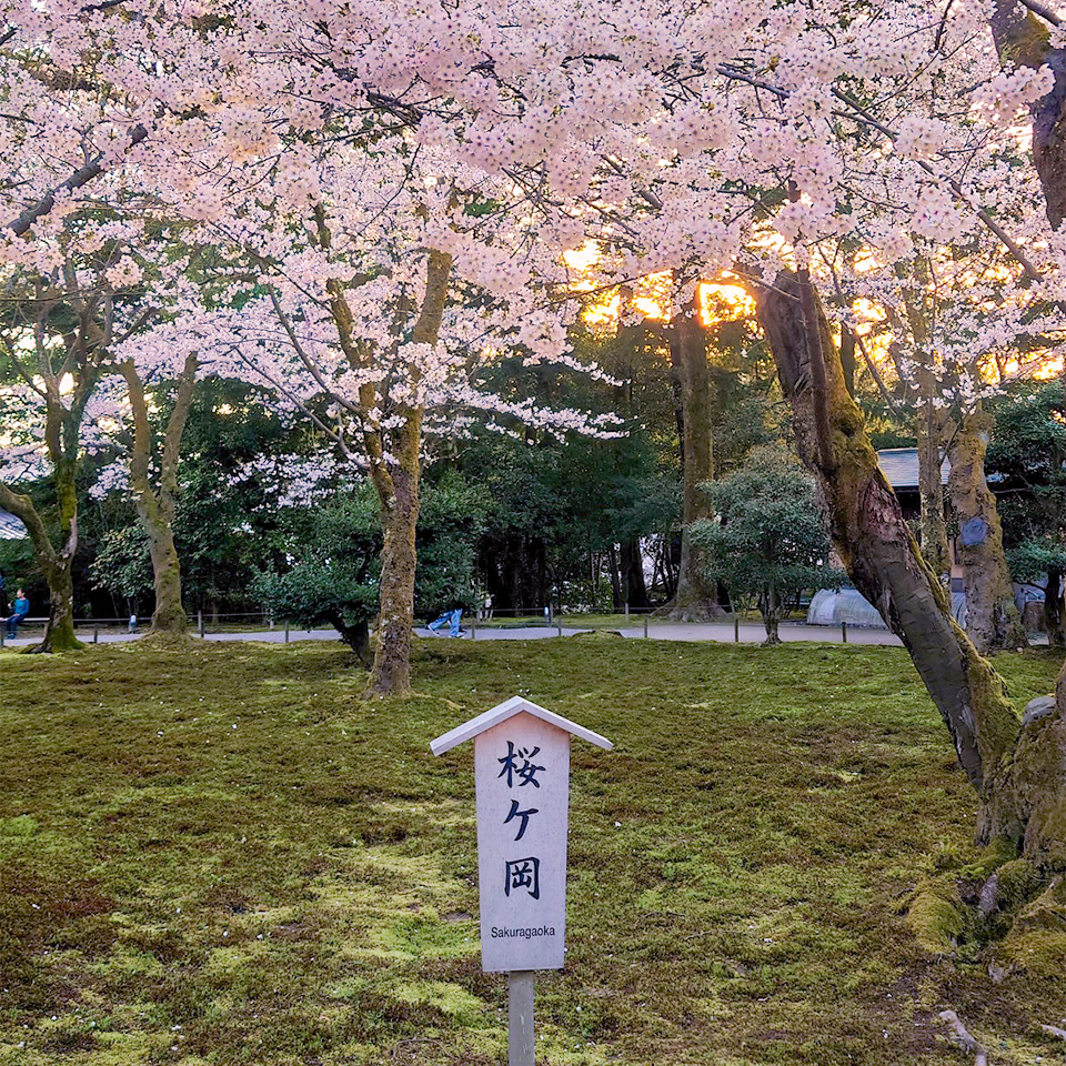 GyakutenGames's tweet photo. 兼六園・金沢城公園の桜です。
毎年桜の時期になると兼六園の無料開放が行われ地元客・観光客を問わず多くの人が訪れます。
今まで何度も見に行ってはいるのですが、飽きることが無いくらい綺麗です。
#兼六園 #金沢城公園 https://t.co/1SorsvPHqt