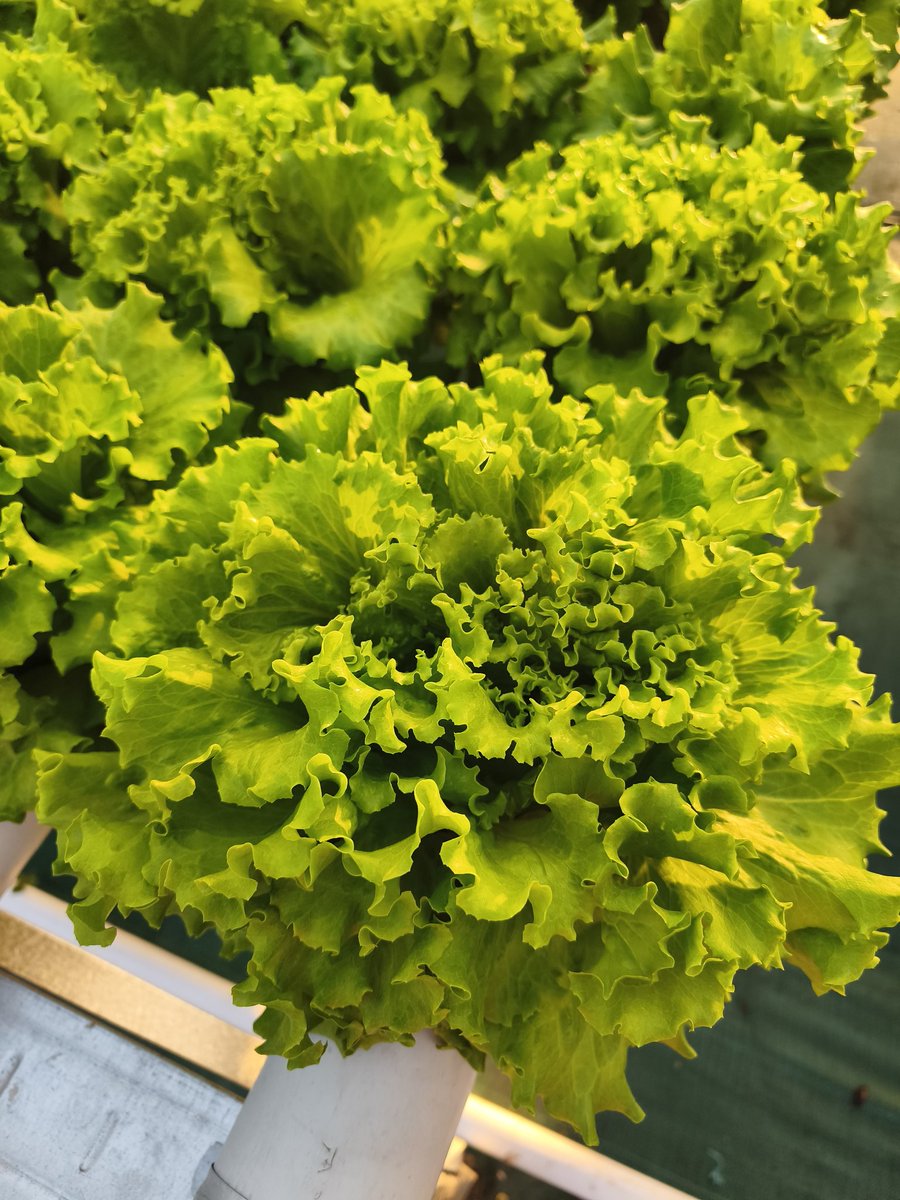 Bakul Selada tweet media