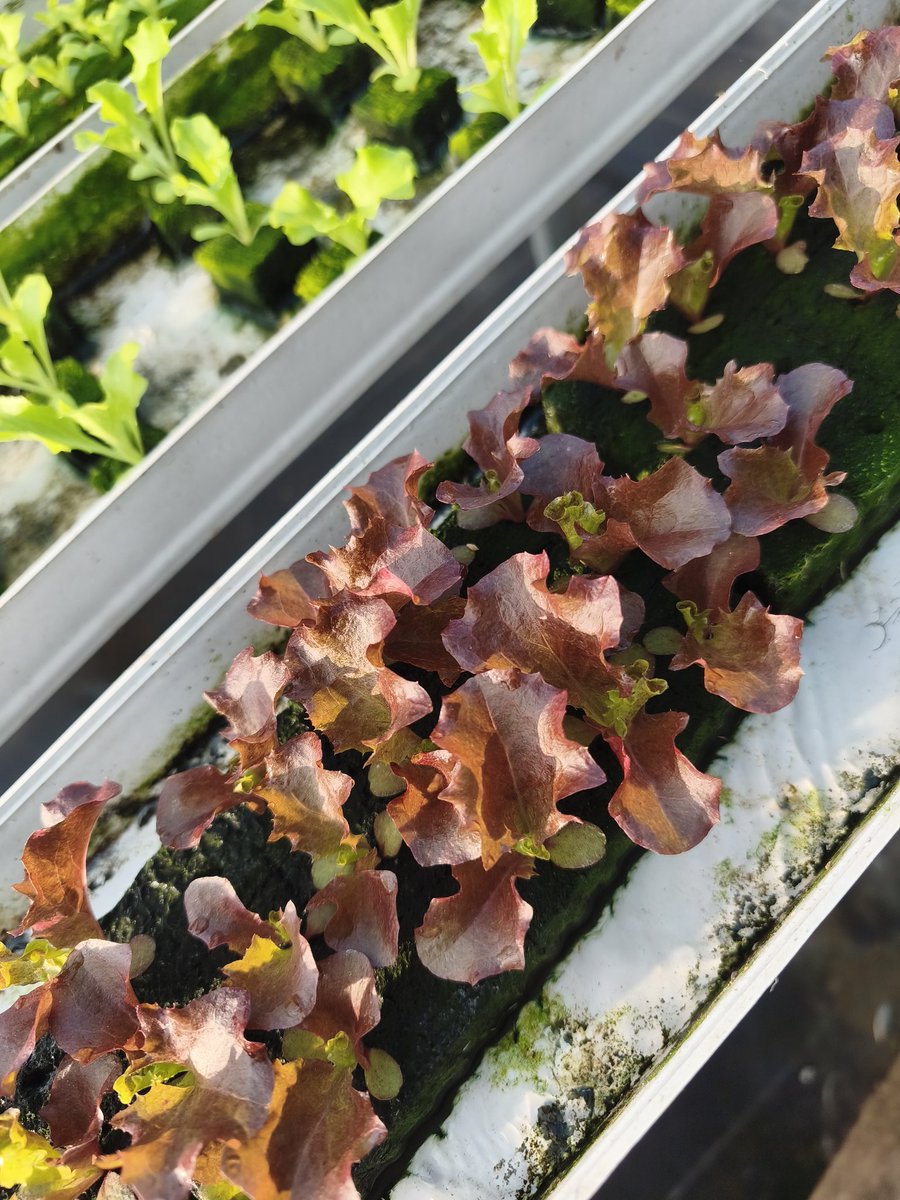 Bakul Selada tweet media