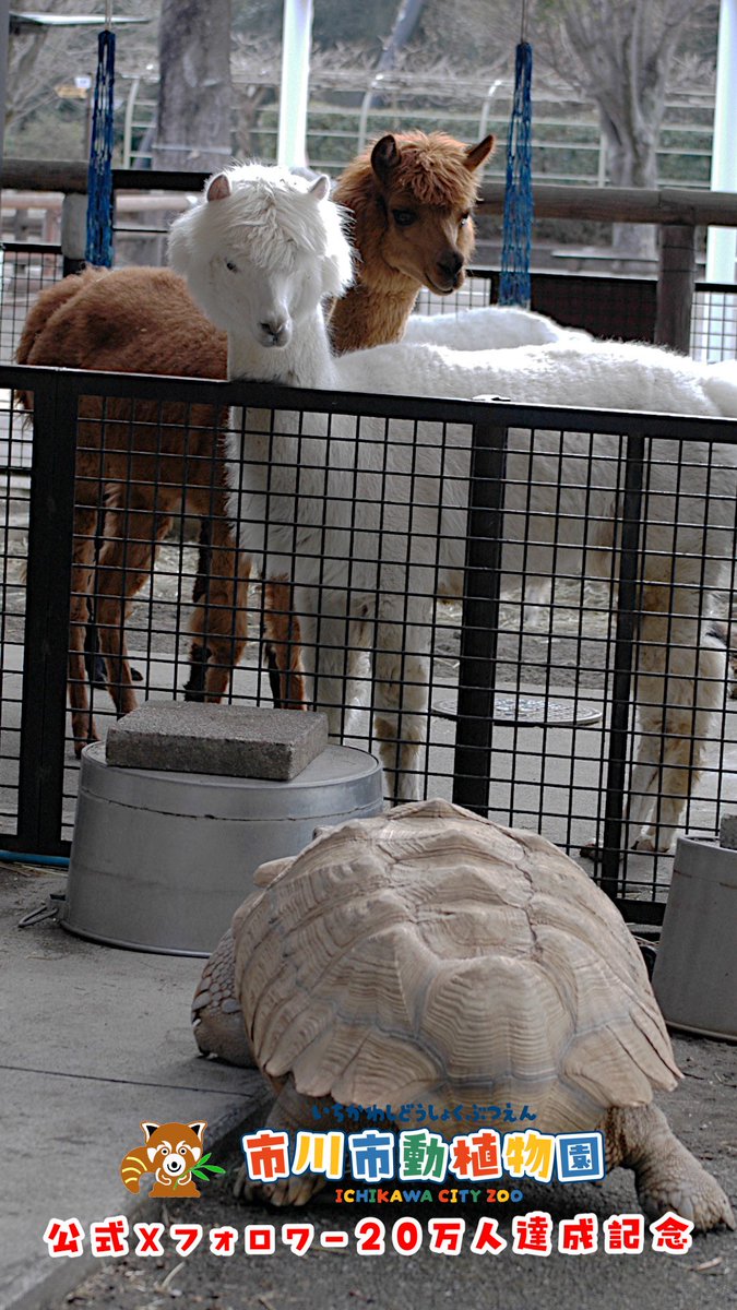 市川市動植物園（公式） tweet media