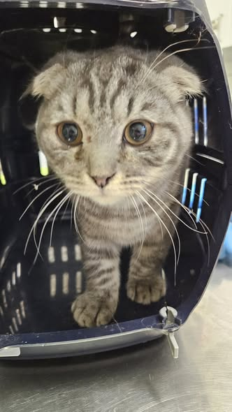 yolanda schultes tweet media