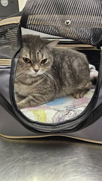 yolanda schultes tweet media