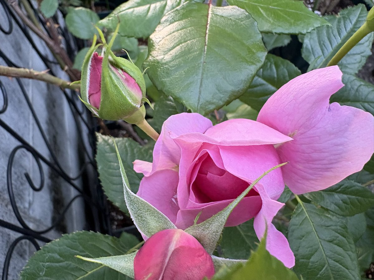 ichi_rose tweet media