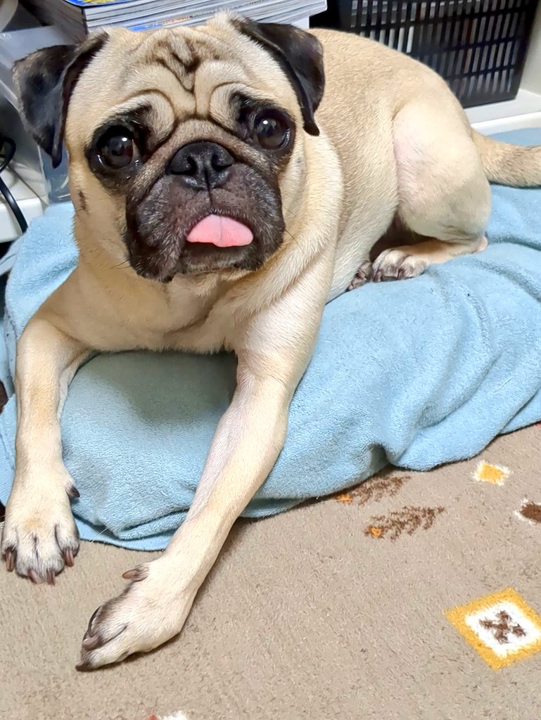 PUG`sパパです。 それは座布団ではなく、パパさんの枕です！ ＃pug ＃パグ