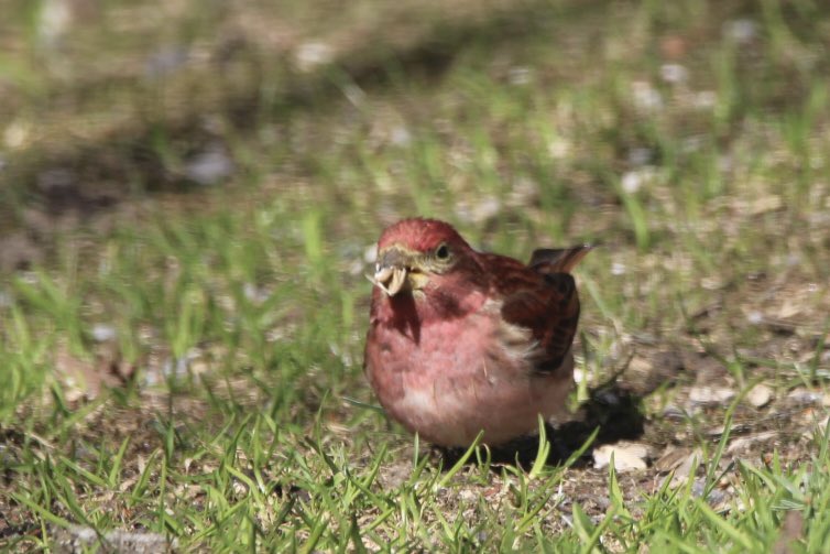 CatharineYogi's tweet image. I usually see these little guys at the feeders but underneath was definitely the place to be ❤️ #finch #purplefinch #birds #birdphotography #BirdTwitter #TwitterNaturePhotography #TwitterNatureCommunity ❤️