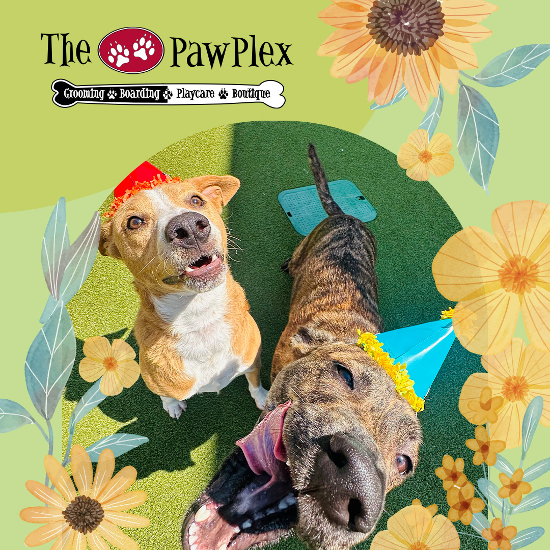 Every day is a doggy day at the PawPlex!  🐕‍🦺 🐶 🐩 🐕