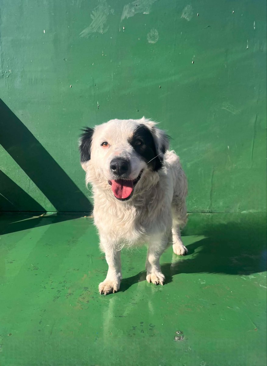 Hepad.hereve1pati 🐾🏡 tweet media