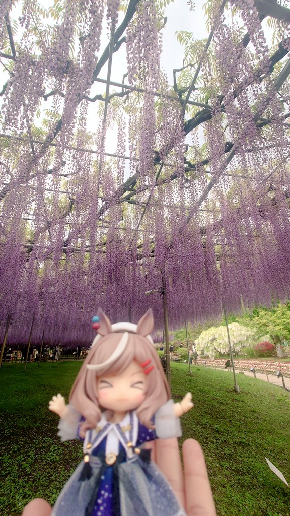 名物の大藤🌸
たまたまなのが周りに人が全くいない場所を見つけておマチとユックリ楽しめました✨
ライトアップしたら流石に混んできたので移動

#マチカネタンホイザ
#ねんどろいどどーる