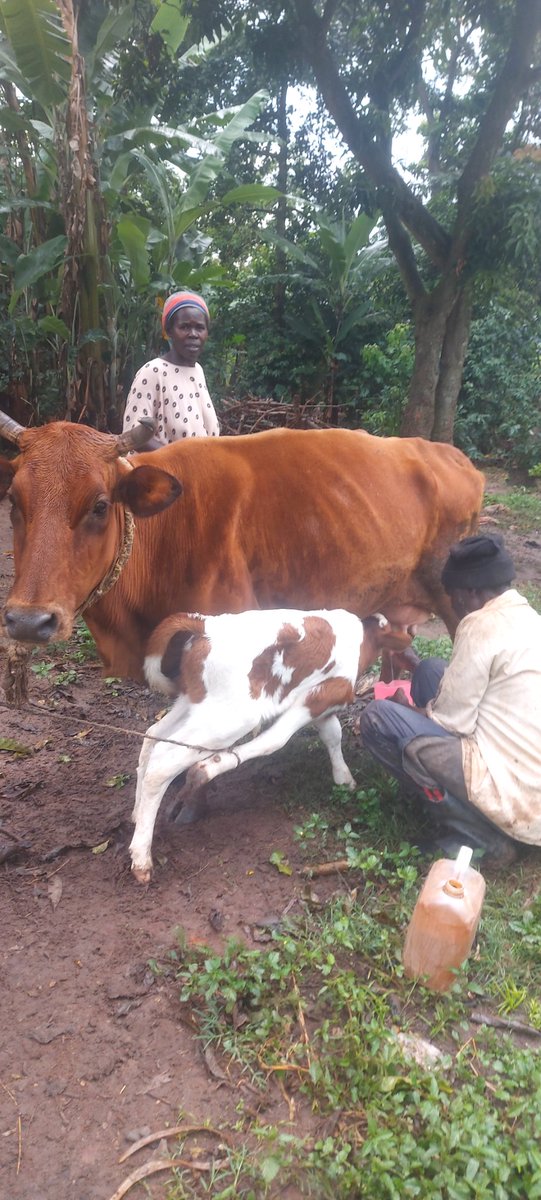 Mbale Northern Division Farmers Union tweet media