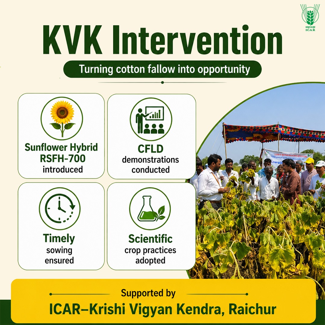 icarindia's tweet image. KVK Raichur empowers farmers! 

Sunflower in cotton fallow boosts income to ₹50,000/ha through scientific practices.
#ICAR #successstory #KVK
@ChouhanShivraj @PIB_India @AgriGoI