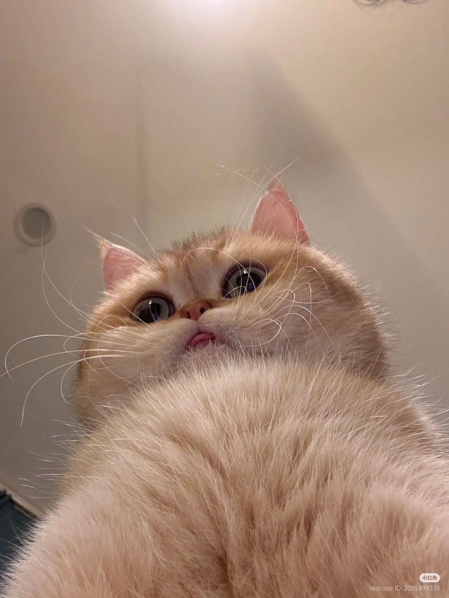 No Context Cats tweet media
