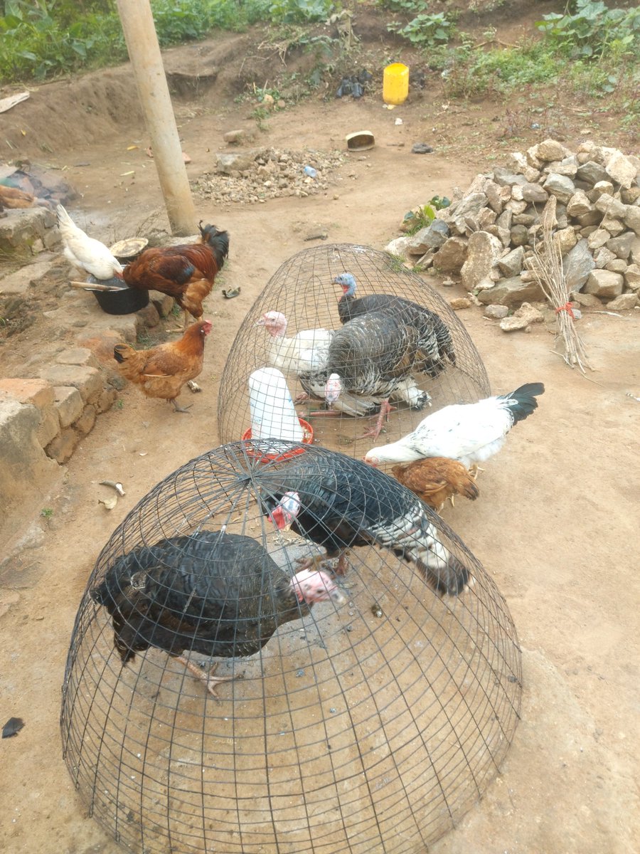 Mbale Northern Division Farmers Union tweet media