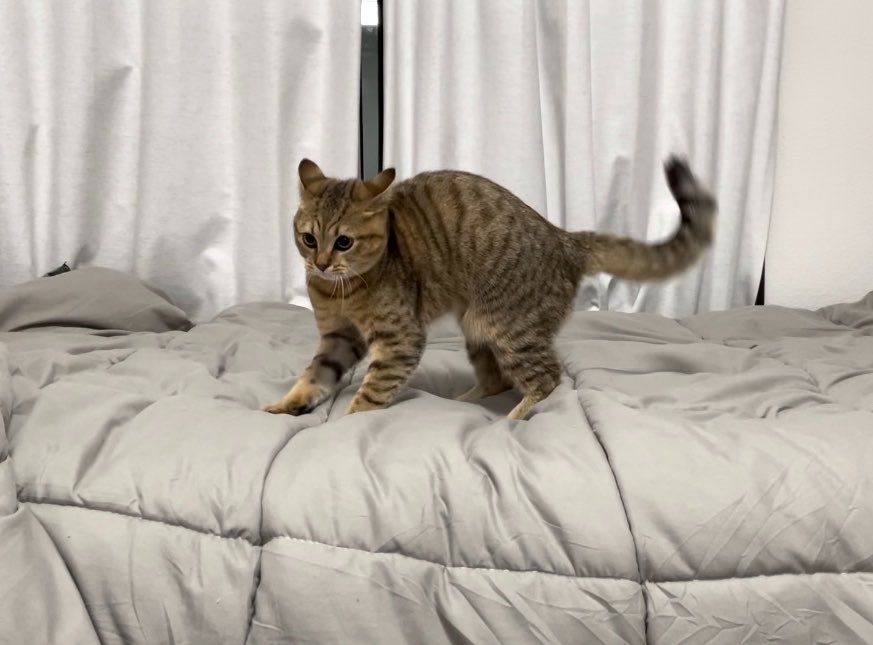 みにら日記-MiniraDiary- tweet media