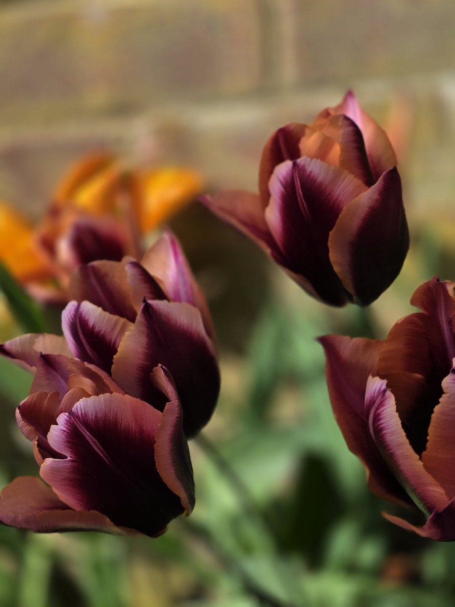 Rachael67947693's tweet image. Goodmorning gardening people! 
Have a wonderful day if you can.
#flower #plant #garden #nature 
These tulips dont look real to me and yet I know they are because theyre mine!!!