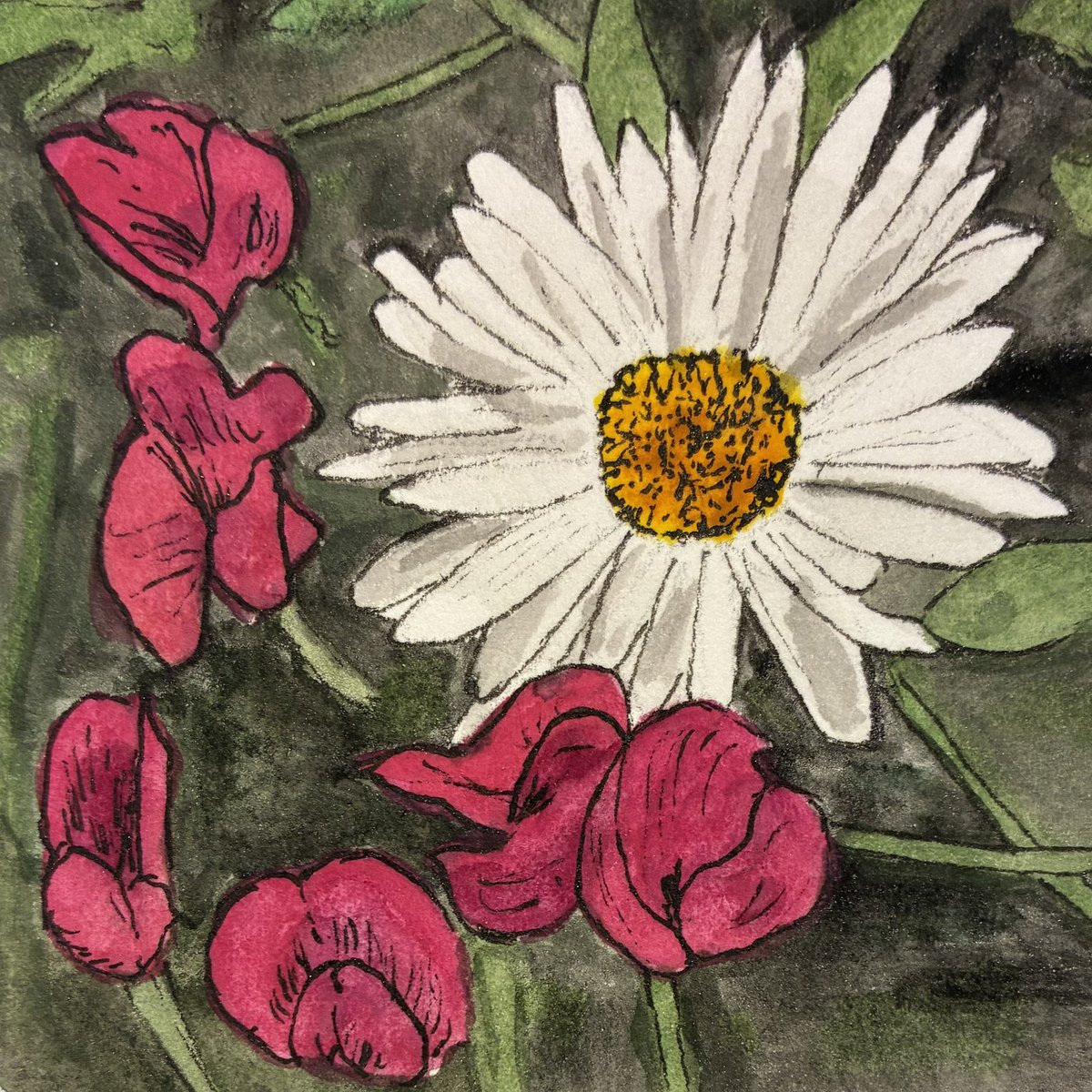 timohare's tweet image. This morning's miniature #watercolour #painting is No.4 in my Birth Month #Flowers series: April - #Daisy and #SweetPea. I'm happier with this one - I did the background first with more detail, then embraced rather than minimised my use of ink for the final detailing/outlining...