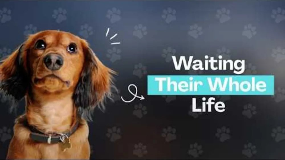 EDITORatWORK's tweet image. #DACHSHUNDS Links to DACHSHUNDS #weinerdogs #dogs #puppies
tg-dog-blog.blogspot.com/2020/01/dachsh…