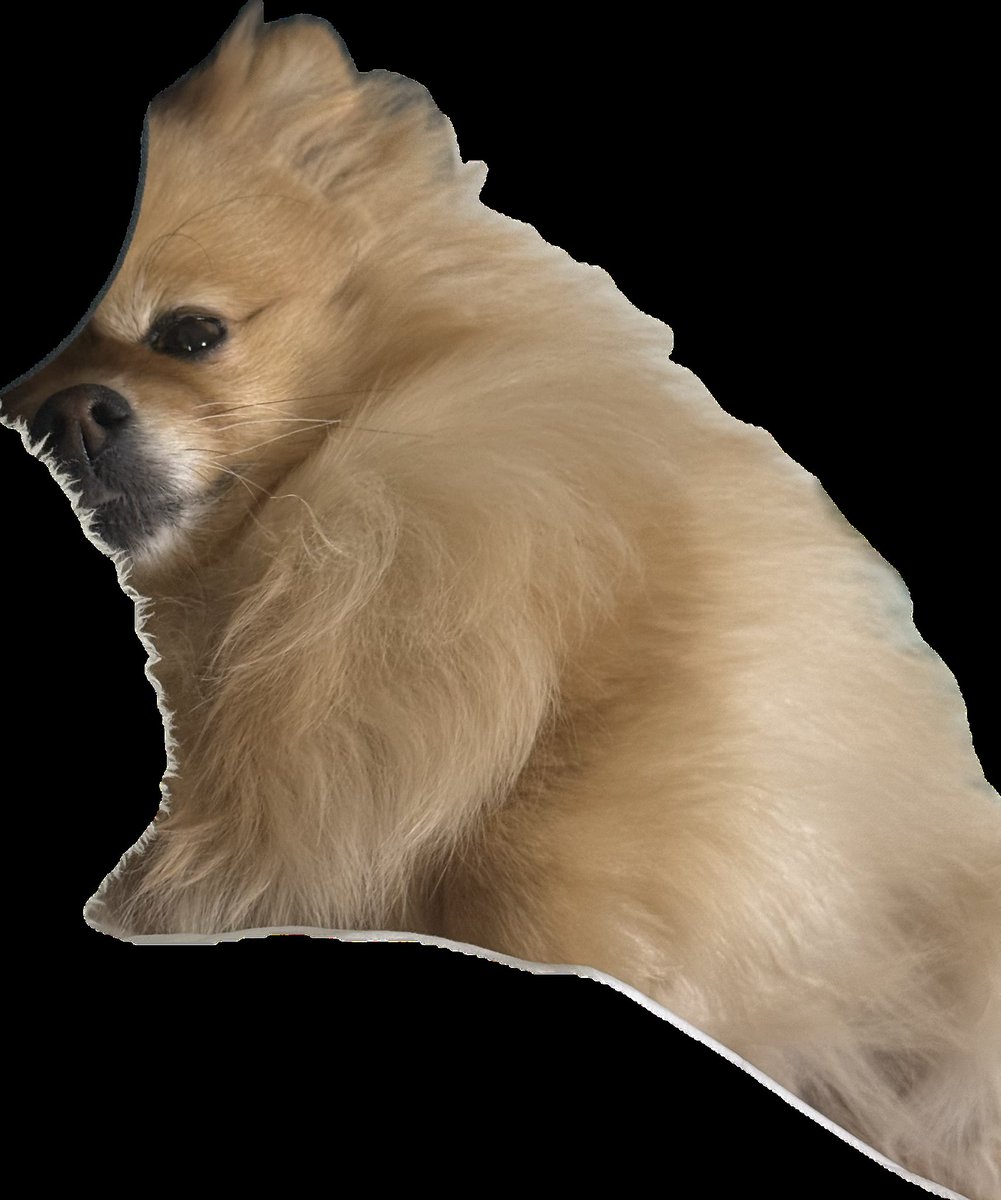 titotito2245's tweet image. Pie的主人喜歡把Pie去背✂️. 
✂️✂️✂️✂️✂️
✂️✂️🐶✂️✂️
✂️✂️✂️✂️✂️
#Pie #Yoohyeon