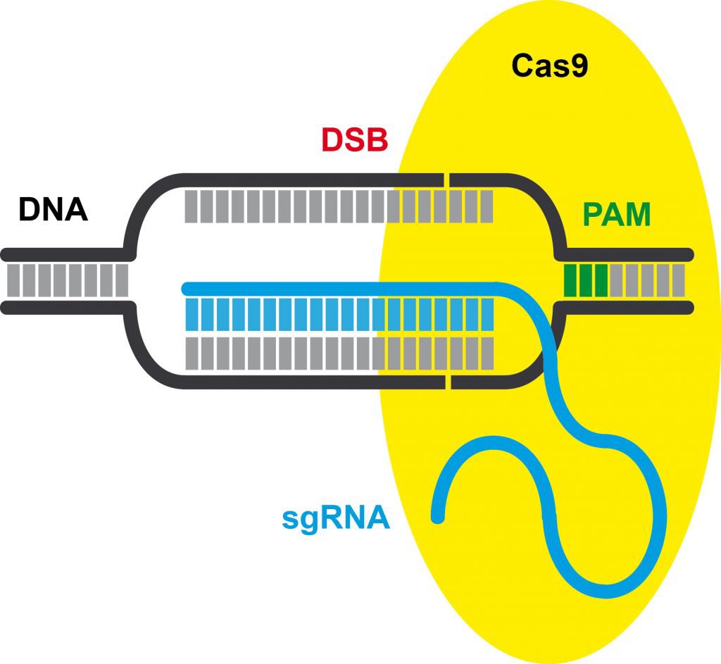 LluisMontoliu's tweet image. Hoy voy camino de Zaragoza en un tren AVE en modo paseo. Estaré vistando la Universidad San Jorge @_usj_ para hablarles de #CRISPR, de #EditandoGenes y de #SerCientífico a los estudiantes de esta universidad. Y aprovecharé para charlar con @mruizbanos de @aragonradio