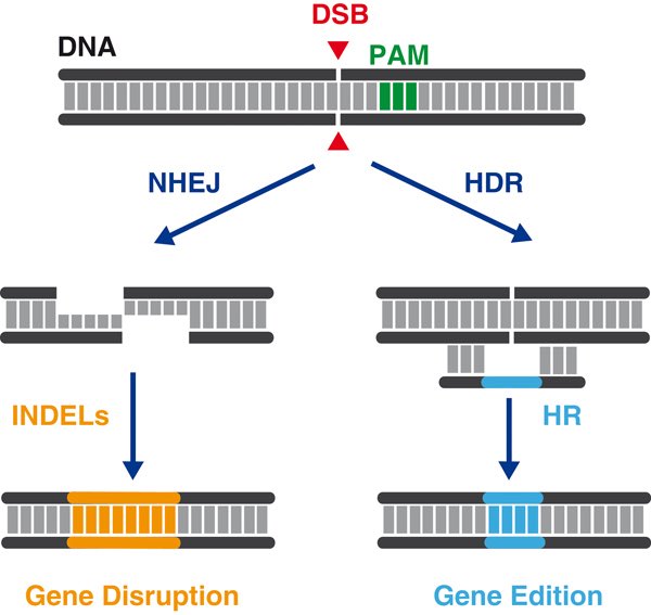 LluisMontoliu's tweet image. Hoy voy camino de Zaragoza en un tren AVE en modo paseo. Estaré vistando la Universidad San Jorge @_usj_ para hablarles de #CRISPR, de #EditandoGenes y de #SerCientífico a los estudiantes de esta universidad. Y aprovecharé para charlar con @mruizbanos de @aragonradio