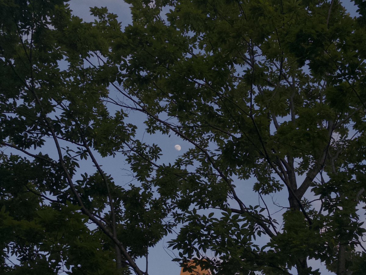 散歩します 散歩が好きなので tweet media